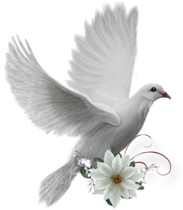colombe